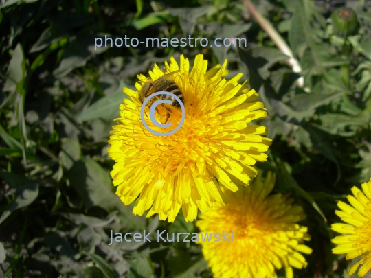 bee on the dandelion