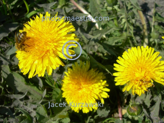 bee on the dandelion