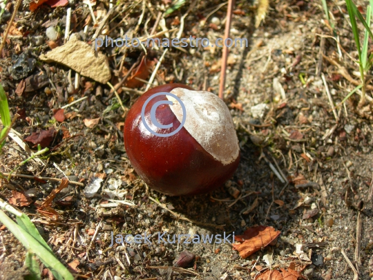 cheastnuts,autumn,ground,sunshine