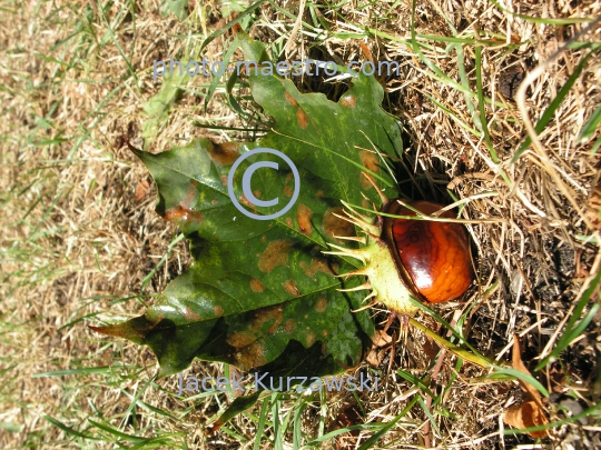 cheastnuts,autumn,ground,sunshine