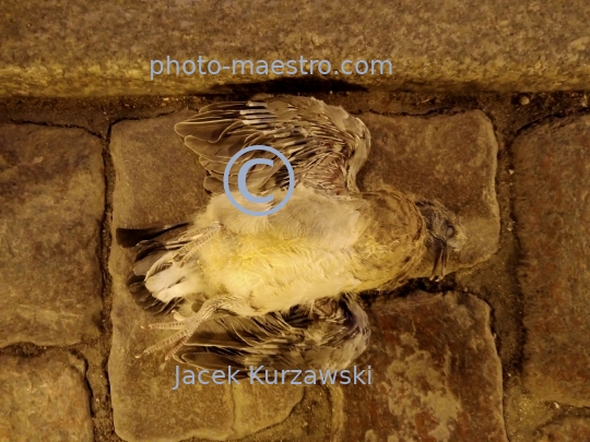 dead bird,nature,macabre,fear.pavement