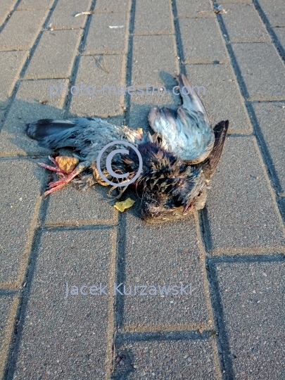 dead bird,nature,macabre,fear.pavement,blood