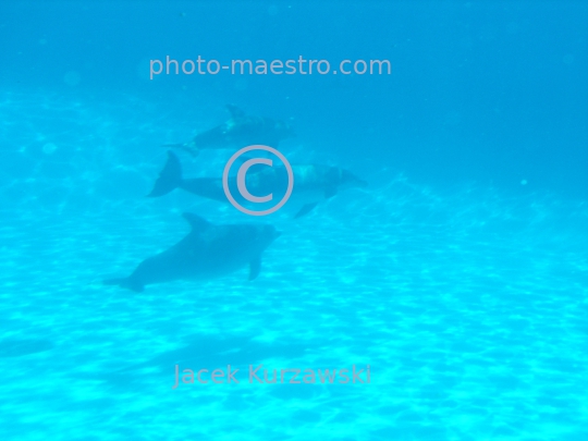 delphines,water,blue light