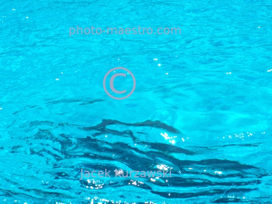 delphines,water,blue light