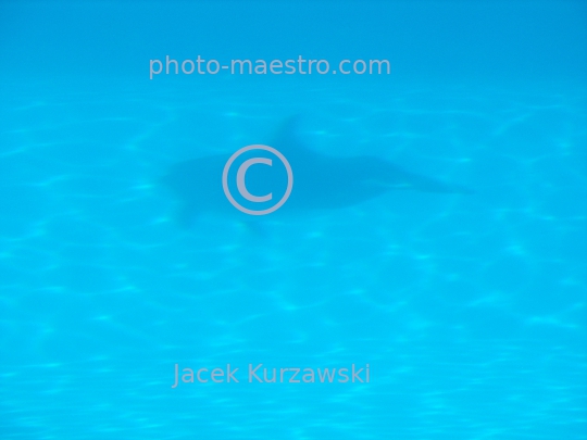 delphines,water,blue light