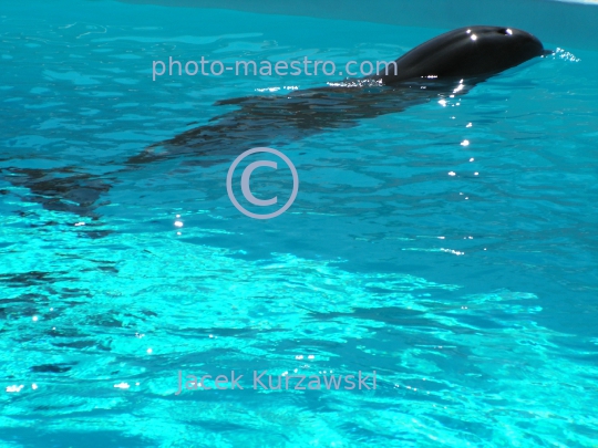 delphines,water,blue light