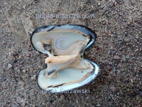 mollusc,nature,water life