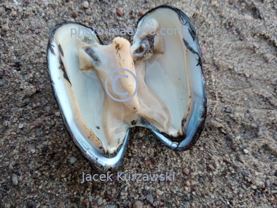 mollusc,nature,water life