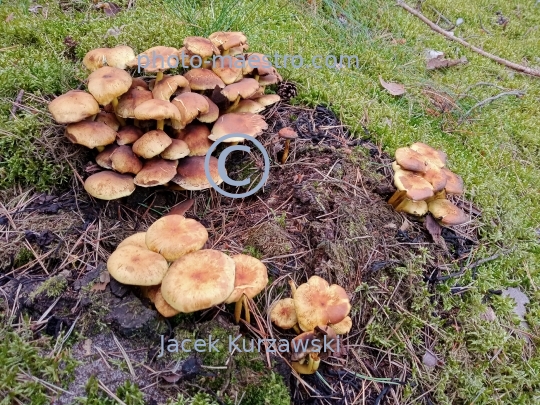 mushrooms,nature,forest,summer
