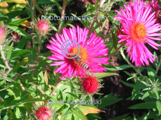 Nature,flowers,bee,nectar