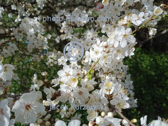 nature,flowers,spring,bees,bubblebees