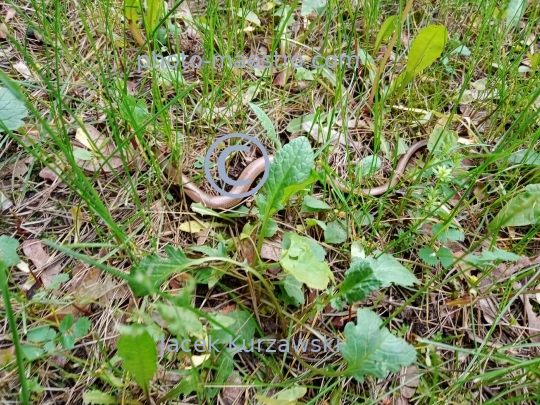 nature,grass snake,reptiles,ground
