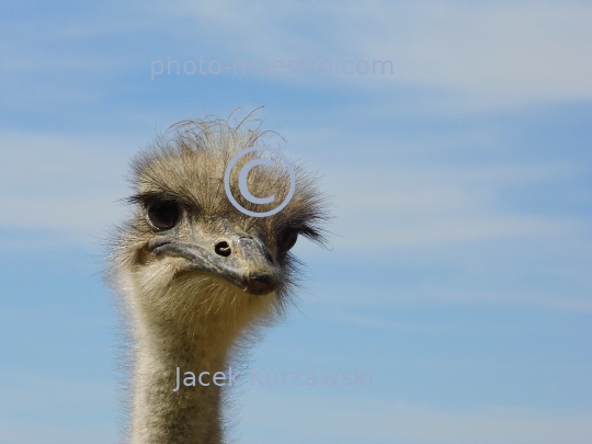 ostrich ,bird,nature,sky,clouds