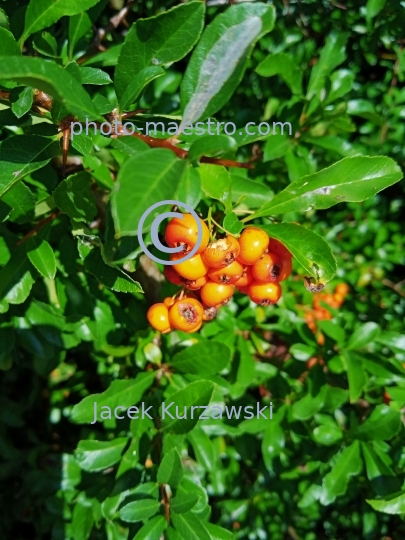 Poland,Bydgoszcz,Kuyavian-Pomeranian Voivodeship,nature,Myslecinek,recreation,mountain ash