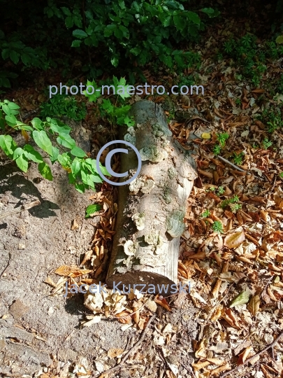 Poland,Bydgoszcz,Kuyavian-Pomeranian Voivodeship,nature,Myslecinek,recreation,nature,forest,woo