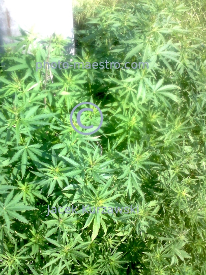 Poland,canabis,nature,plants