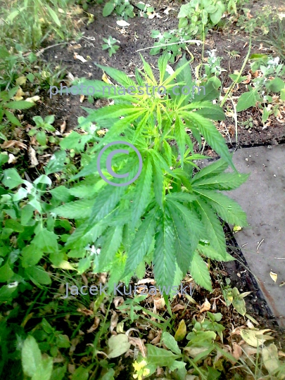 Poland,canabis,nature,plants