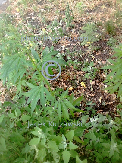 Poland,canabis,nature,plants