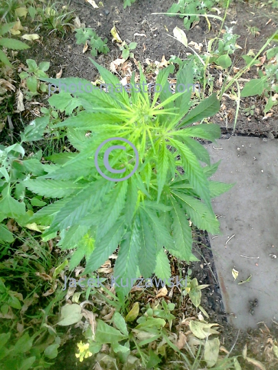 Poland,canabis,nature,plants
