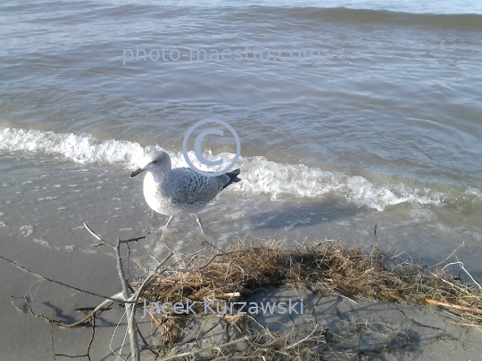Poland,Kolobrzeg,West Pomeranian Voivodeship,birds,nature,Baltic Sea,beach
