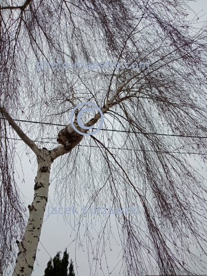 Poland,nature,fungus,winter