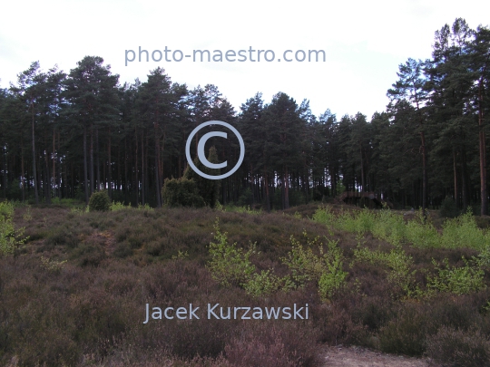 Poland,Odry,stone circles in Pomeranian,Pomeranian voivodeship,archeology