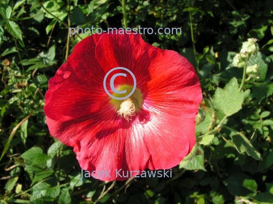 Poland,Pieniny Mountains,Lesser Poland Voibodeship, flowers,mallow