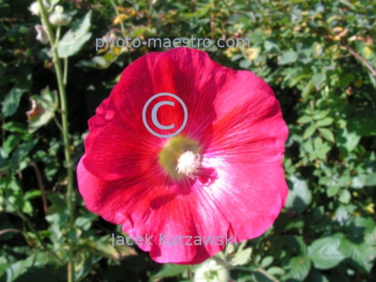 Poland,Pieniny Mountains,Lesser Poland Voibodeship, flowers,mallow