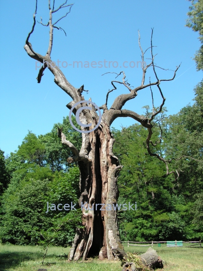 Poland,Rogalin,Greater Poland Voivodeship,park,oaks,history