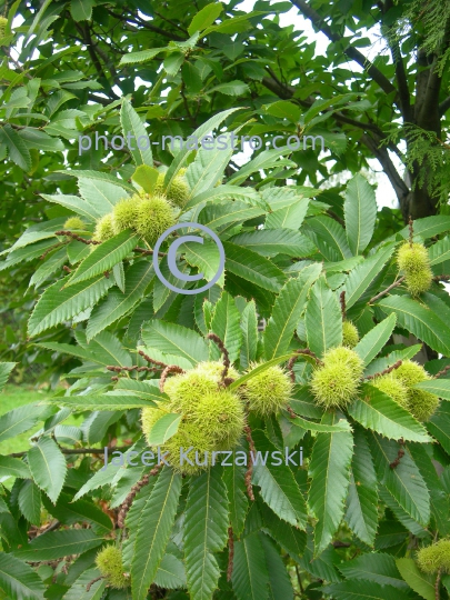 Poland,Sumin,Kuyavian-Pomeranian Voivodeship,nature,edible chestnuts