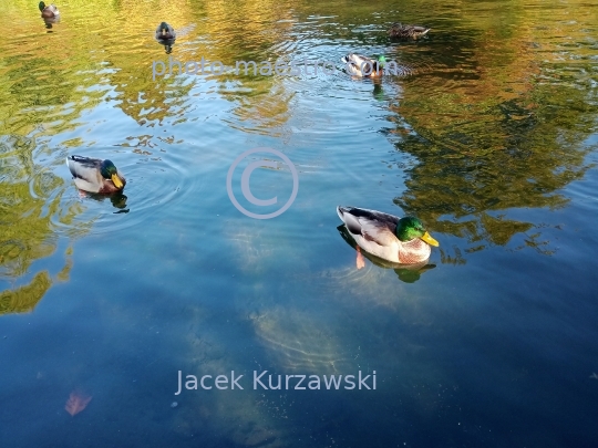 Poland,Torun,Kuyavian-Pomeranian voivodeship.pond,water,ducks