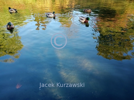 Poland,Torun,Kuyavian-Pomeranian voivodeship.pond,water,ducks