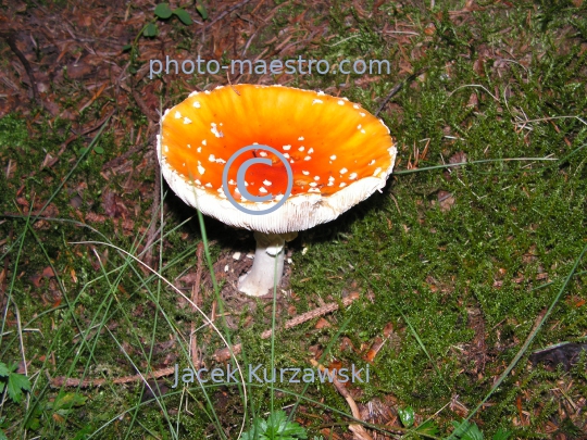 Poland,Turbacz,Gorce Mountains,Lesser Poland Voivodeship, toadstool,fly-agaric,nature