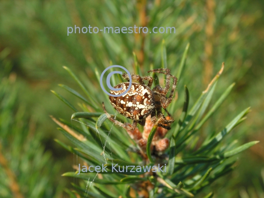 Spider on the pine